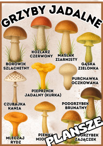 Grzyby - Plansze z ilustracjami i napisami  