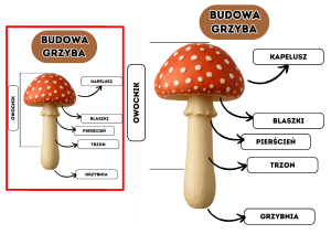 Grzyby - Budowa Grzyba XXL-  Plansze z tabliczkami