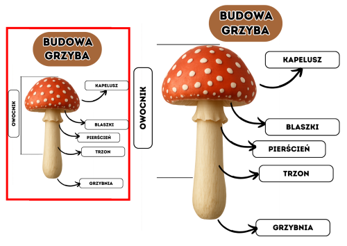 Grzyby - Budowa Grzyba XXL-  Plansze z tabliczkami