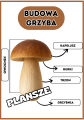 Grzyby - Budowa Grzyba XXL-  Plansze z tabliczkami