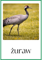 Ptaki Przylatujące Na  Wiosnę - Plansze - Wiosna