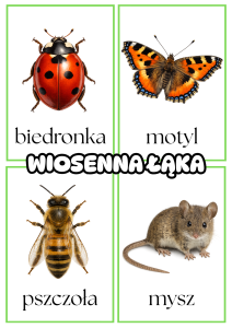 Mieszkańcy Łąki- Plansze z Ilustracjami 