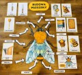 Budowa Pszczoły + Ilustracje - Dzień Pszczoły 