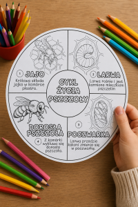 Cykl Życia Pszczoły  - Koło Wklejka / Kolorowanka A4   (wzór 7 ) -   Dzień Pszczoły  