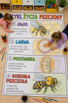 Cykl Życia - Kolorowanka XXL ( wersja 9 ) - Dzień Pszczoły 