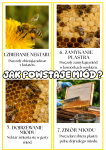 Jak Powstaje Miód- Plansze- Dzień Pszczoły 