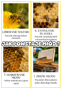 Jak Powstaje Miód- Plansze- Dzień Pszczoły 