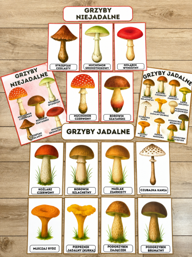 Grzyby - Plansze z ilustracjami i napisami 