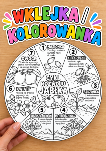 Cykl Rozwoju Jabłka - wklejka / kolorowanka A4 ( wzór 1) - Dzień Jabłka