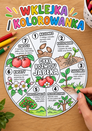 Cykl Rozwoju Jabłka - wklejka / kolorowanka A4 ( wzór 1) - Dzień Jabłka 