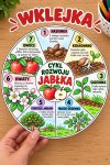 Cykl Rozwoju Jabłka - wklejka kolorowa  ( wzór 2) - Dzień Jabłka  