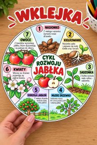 Cykl Rozwoju Jabłka - wklejka kolorowa  ( wzór 2) - Dzień Jabłka  