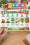 Cykl Rozwoju Jabłka - Wklejka Kolorowa A4 - Dzień Jabłka  