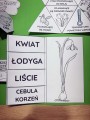 Wiosna/ Pierwszy Dzień Wiosny - LAPBOOK o wiośnie  