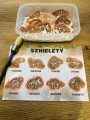 Dzień Dinozaura- Wykopaliska- Kącik-