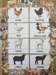 Na Wsi/ Farma/ Zwierzęta Wiejskie - Wiejskie Zwierzęta- Dopasowywanie Cienia