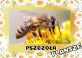 Dzień Pszczoły- Plansze z Informacjami