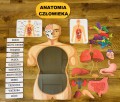 Anatomia / Budowa Człowieka- zestaw XXL PL