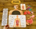 Anatomia / Budowa Człowieka- zestaw XXL PL