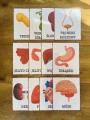 Anatomia / Budowa Człowieka- zestaw XXL PL