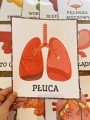 Anatomia / Budowa Człowieka- zestaw XXL PL