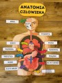 Anatomia / Budowa Człowieka- zestaw XXL PL