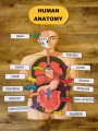 Anatomia / Budowa Człowieka- zestaw XXL ANG