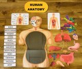 Anatomia / Budowa Człowieka- zestaw XXL ANG